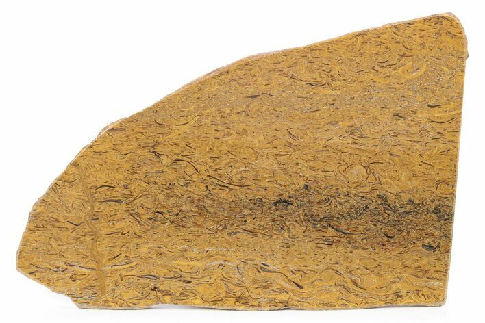 Polished Coquina (Fossil Shells) Jasper Slab - India #248053